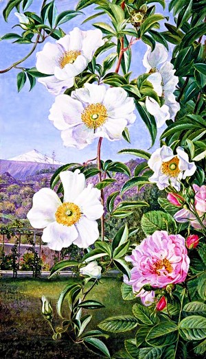 White And Pink Cherokee Rose